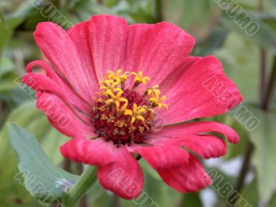 red flower