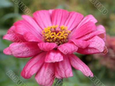 red flower