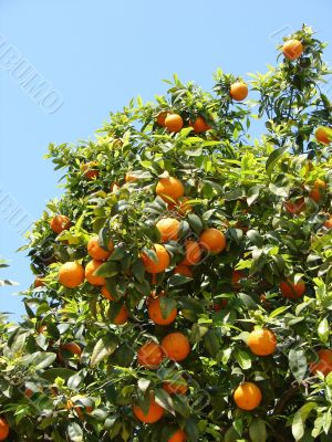 Tangerines