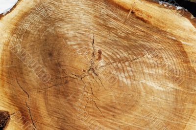 Cut of a tree
