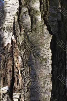 Fragment of a bark of an old birch