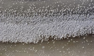 Hoarfrost on an ice