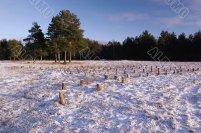 Winter morning on a wood glade
