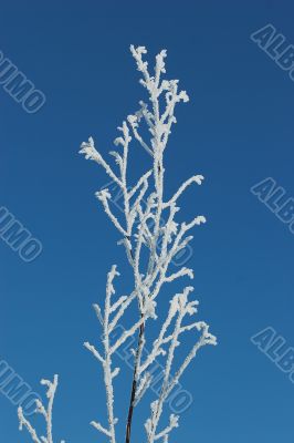 Branch of a tree in hoarfrost