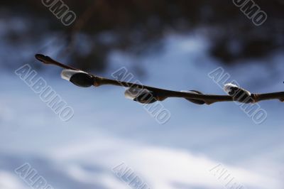 Dismissed kidneys of a willow