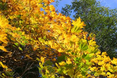 Foliage of an autumn maple