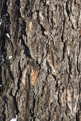 Fragment of a bark of a larch