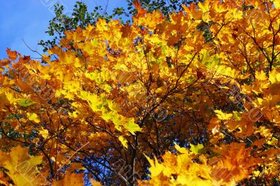 Foliage of an autumn maple