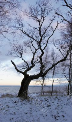 Winter morning of old park