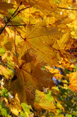 Autumn foliage