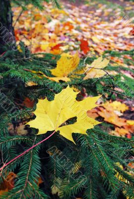 Autumn leaf