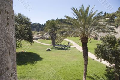 Palms in Rodos