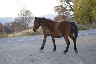 Runing Horse