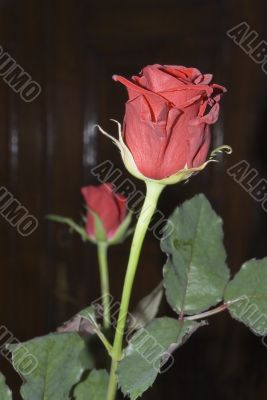 Two Red Roses