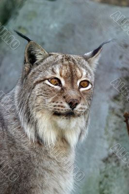 Lynx
