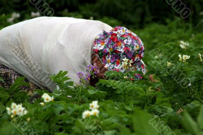 Care of a kitchen garden