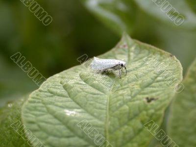 blanching butterfly