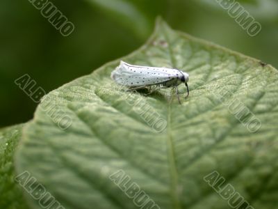 blanching butterfly