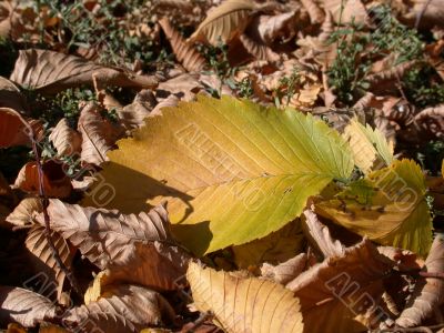 Autumn, leafs