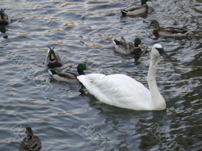 swan and ducks