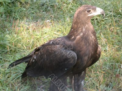 eagle