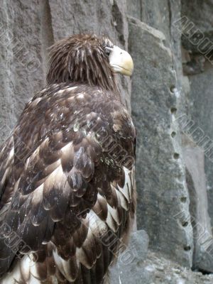 eagle