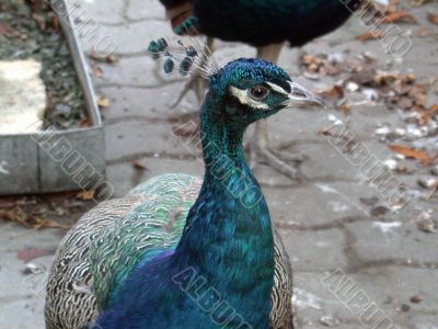 peacock