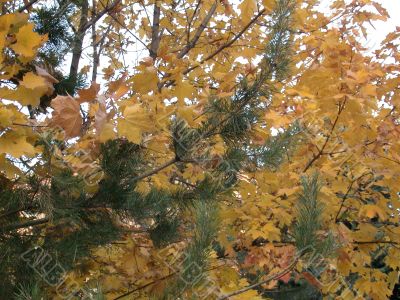 Autumn, leafs