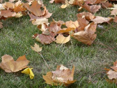 Autumn, leafs