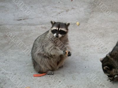 racoon