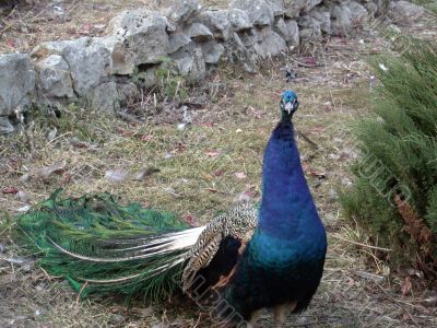 peacock