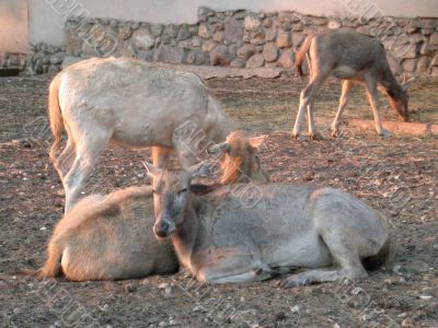 deers