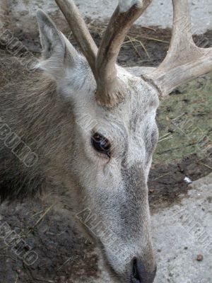 deer portrait