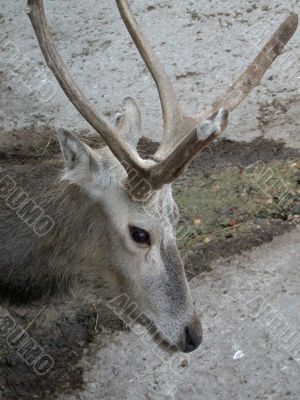 The deer
