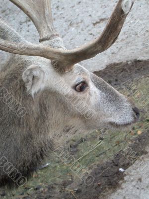 The deer