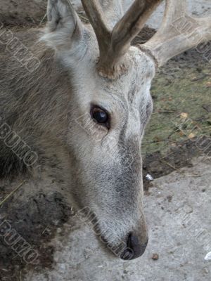 The deer