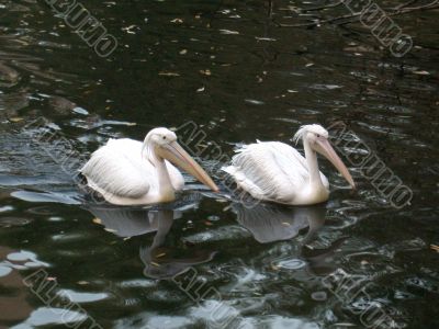 pelicans