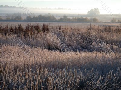 field