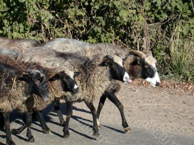 sheeps