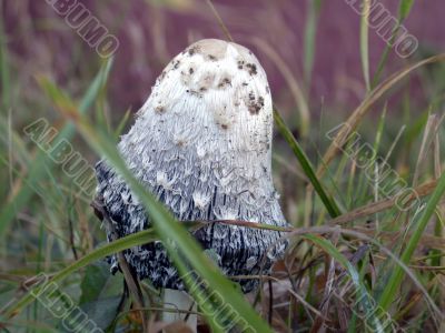 mushroom