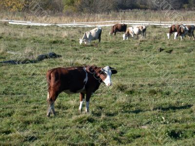 The cows