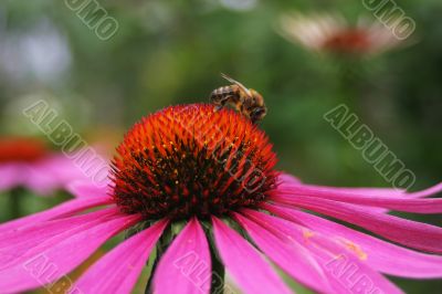 Working bee on flower