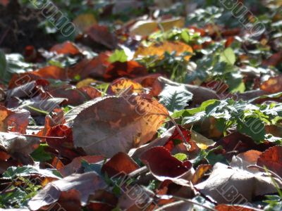 Autumn, leafs