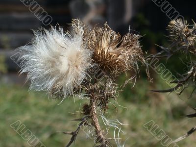 plant, macro