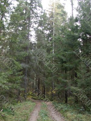 road in forest