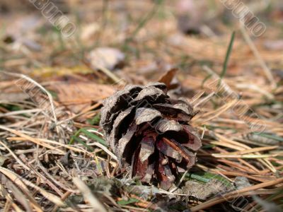 pine cones