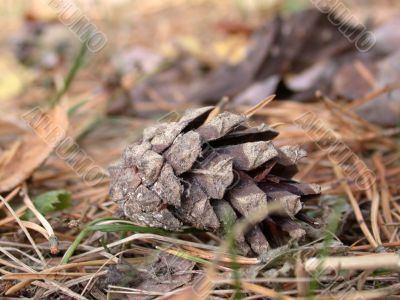 pine cone