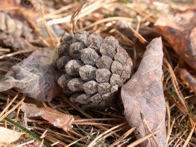 pine cone