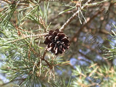 pine cones