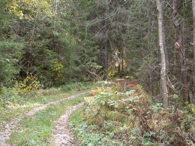 forest